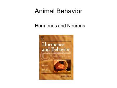 Animal Behavior Hormones and Neurons. What are hormones? In animals... Molecules that circulate in blood Bind to receptors Cause something to happen i.e.,