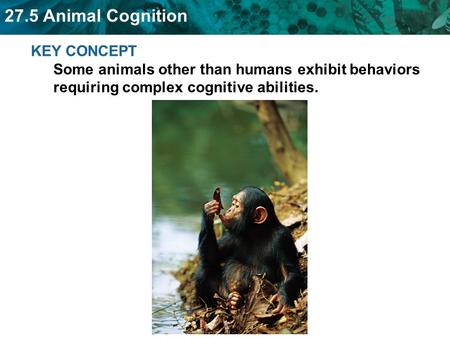 27.5 Animal Cognition KEY CONCEPT Some animals other than humans exhibit behaviors requiring complex cognitive abilities.