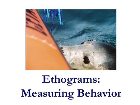 Ethograms: Measuring Behavior. Importance of Observation Initially, questions about animal behavior come from observations. You must understand your study.