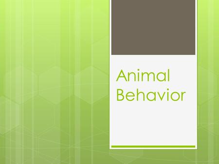 Animal Behavior.