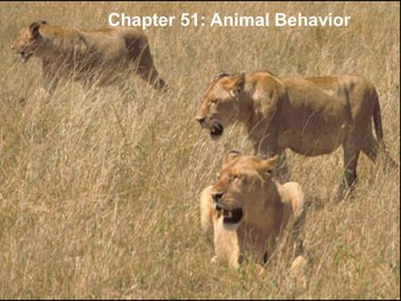 Copyright © 2005 Pearson Education, Inc. publishing as Benjamin Cummings Chapter 51: Animal Behavior.