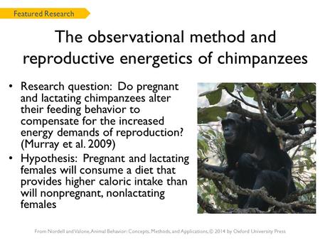 The observational method and reproductive energetics of chimpanzees Research question: Do pregnant and lactating chimpanzees alter their feeding behavior.