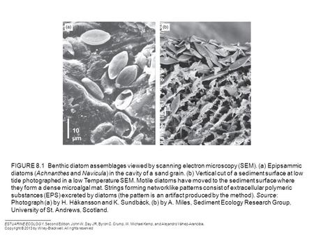 FIGURE 8.1 Benthic diatom assemblages viewed by scanning electron microscopy (SEM). (a) Epipsammic diatoms (Achnanthes and Navicula) in the cavity of a.