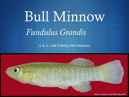  Bull Minnow Fundulus Grandis A.K.A. Gulf Killifish, Mud Minnows.