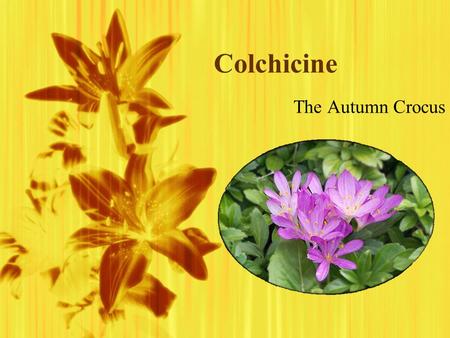 Colchicine The Autumn Crocus. Structure  C 22 H 25 NO 6 C H NO  C 22 H 25 NO 6 C H NO.