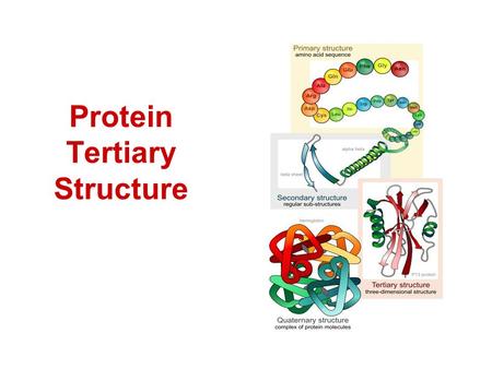 Protein Tertiary Structure. Protein Data Bank (PDB) Contains all known 3D structural data of large biological molecules, mostly proteins and nucleic acids: