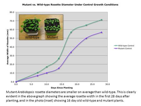 Wild-type Mutant Mutant Arabidopsis rosette diameters are smaller on average than wild-type. This is clearly evident in the above graph showing the average.