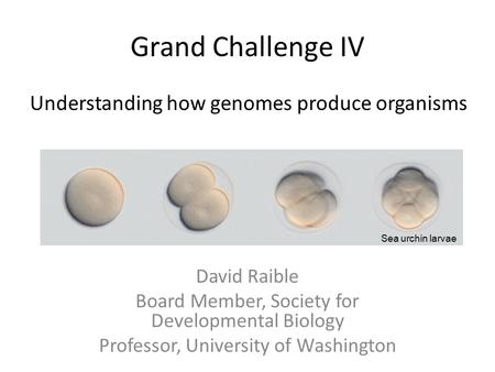 Grand Challenge IV Understanding how genomes produce organisms David Raible Board Member, Society for Developmental Biology Professor, University of Washington.