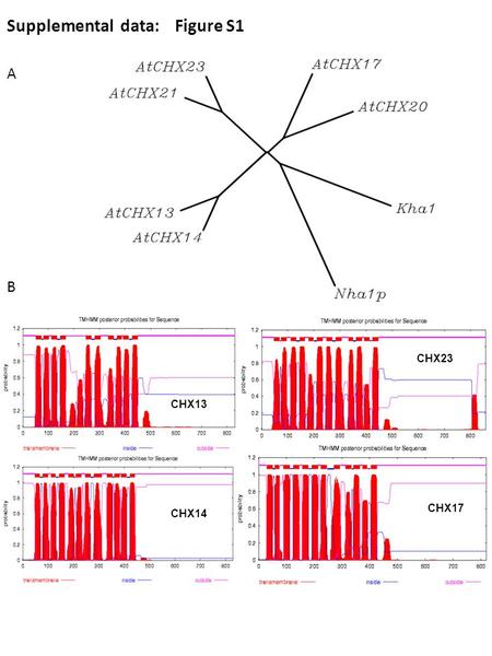 A B Supplemental data: Figure S1 CHX14 CHX17 CHX23 CHX13.