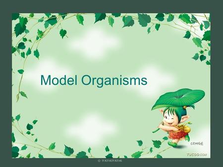 Model Organisms. Model Organism  Important features of all model organisms  Short lifespan  Small, easy and inexpensive to maintain  Produce large.