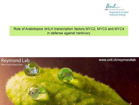 Role of Arabidopsis bHLH transcription factors MYC2, MYC3 and MYC4 in defense against herbivory www.unil.ch/reymondlab.