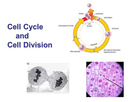 Cell Cycle and Cell Division