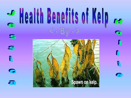 Kelp is an excellent source of minerals from the sea, particularly iodine which is very important for the thyroid gland to function properly. The thyroid.