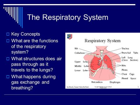 The Respiratory System