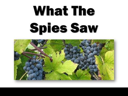 What The Spies Saw. Numbers 13:1-2 – “And the Lord spoke to Moses, saying, 2 “Send men to spy out the land of Canaan, which I am giving to the children.