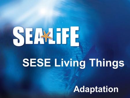 Adaptation SESE Living Things. Habitats Animals can live in all sorts of different conditions, from deserts to polar ice caps; from mountain tops to rainforests.