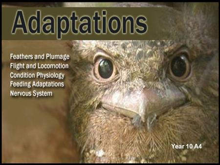 Year 10 A4. What is Adaptation ? The variety of conditions on the surface of the Earth is huge. Each living organism have special features called adaptations.