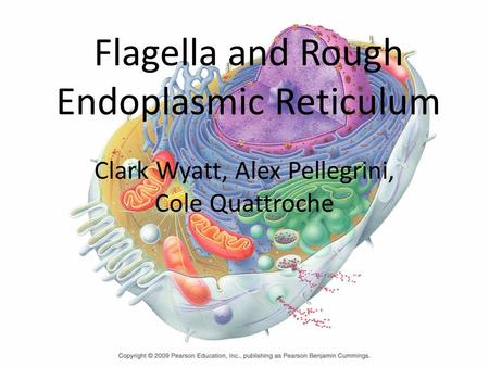 Flagella and Rough Endoplasmic Reticulum Clark Wyatt, Alex Pellegrini, Cole Quattroche.