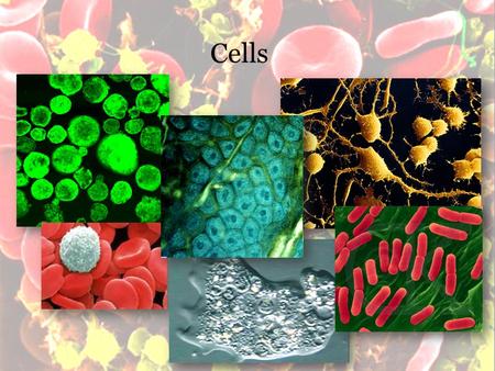 Cells. 2 Discovery of Cells Cells were discovered in 1665 by Robert Hooke. Early studies of cells were conducted by - Mathias Schleiden (1838) - Theodor.