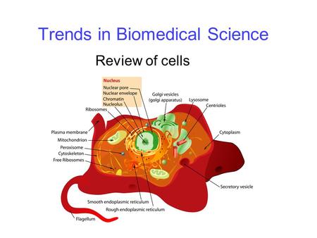 Trends in Biomedical Science