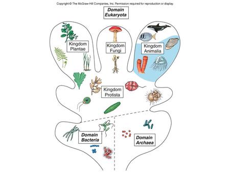 Figure CO 7. Simple, multicellular animals No organs or true tissues Asymmetrical Filter feeders.