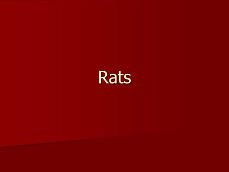 Rats. Characteristics Broad head Broad head  Very social animals, usually can be put with a group if cage is big enough Hairless tail Hairless tail More.