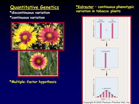 Quantitative Genetics *discontinuous variation *continuous variation *Kolreuter – continuous phenotypic variation in tobacco plants *Multiple-factor hypothesis.