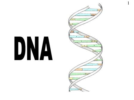 1. Learning Objectives 1.History of DNA 2.Meaning and structure of DNA 3.DNA in Eukaryotes and Prokaryotes 4.Exam questions.