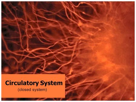 Circulatory System (closed system). Circulatory System Circulatory System: The body system consisting of the heart, blood vessels, and the blood that.