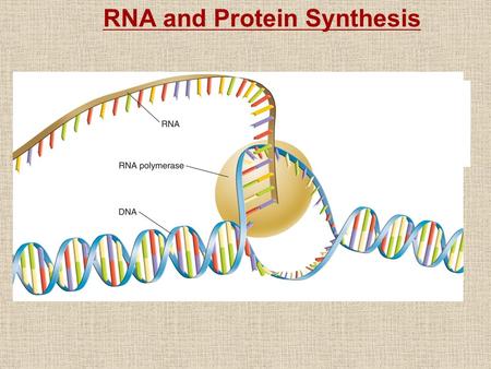 RNA and Protein Synthesis. Genes are coded DNA instructions that control the production of proteins. Genetic messages can be decoded by copying part of.