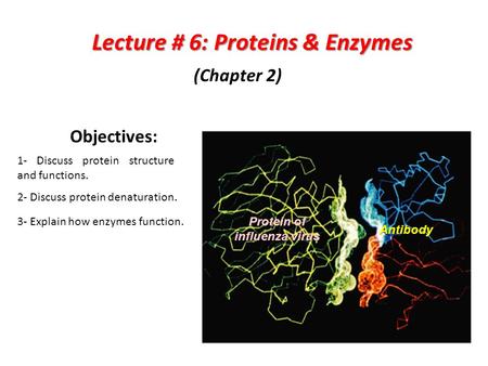 Lecture # 6: Proteins & Enzymes