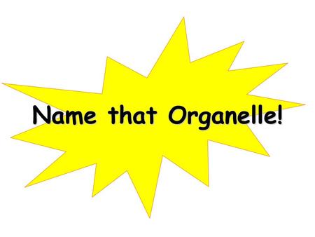 Name that Organelle!.