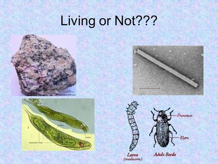 Living or Not???. Characteristics of living things Movement Response (to a stimulus) Growth Reproduction Adaptation Metabolism (all changes where energy.