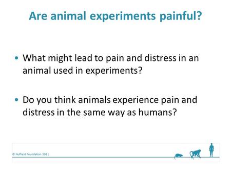 © Nuffield Foundation 2011 Are animal experiments painful? What might lead to pain and distress in an animal used in experiments? Do you think animals.