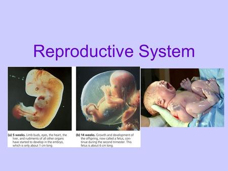 Reproductive System. Male Reproductive System Epididymis 2. Epididymis: storage site where sperm mature vas deferens 3. Move into a tube, vas deferens,