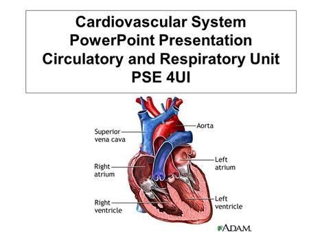 Cardiovascular System PowerPoint Presentation Circulatory and Respiratory Unit PSE 4UI.