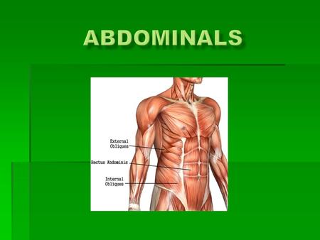  Made up of three major muscles  Transversus abdominis  It is a the innermost muscle. It is a flat muscle that is immediately between the Rectus Abdominis.