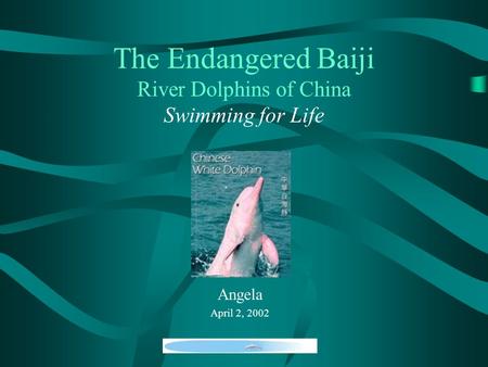 The Endangered Baiji River Dolphins of China Swimming for Life Angela April 2, 2002.