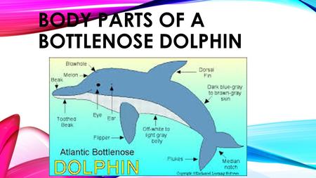 Body parts of a bottlenose dolphin