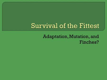 Survival of the Fittest