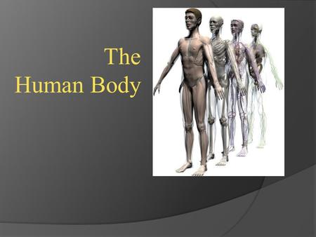 The Human Body. Levels of Organization in Humans.