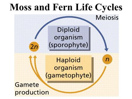 Moss and Fern Life Cycles