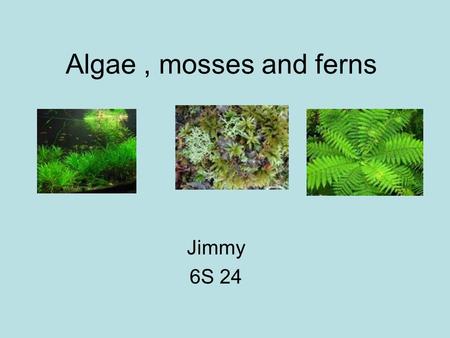 Algae, mosses and ferns Jimmy 6S 24. Algae Protoctist Autotrophic Eukaryotic, simple and photosynthetic No roots, stems, leaves, and vascular tissues.