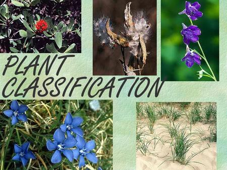 PLANT CLASSIFICATION. We will be learning about and examining the different categories of plant life found on earth today. You have been living around.