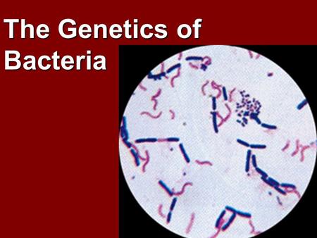 The Genetics of Bacteria. Circular DNA o ` Circular DNA - double stranded aka. its chromosome in nucleoid Bacterial Genome: Plasmid o Plasmid - small.