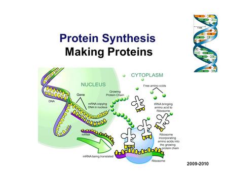 Protein Synthesis Making Proteins