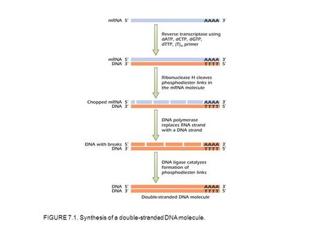 FIGURE 7.1. Synthesis of a double-stranded DNA molecule.