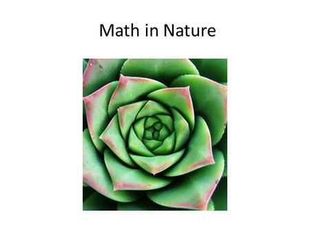 Math in Nature. Fibonacci Sequence in Nature The sequence begins with numbers 0, 1, 1, 2, 3, 5, 8, 13, 21, 34, 55, 89, 144 and continues.