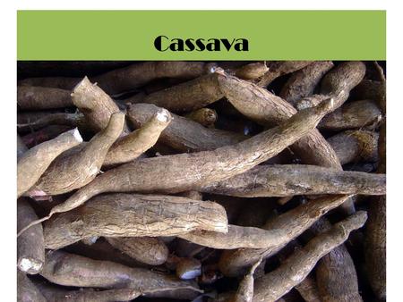 Cassava. Crop management Planting pattern ….. The plant spacing. referring to planting density and spatial distribution. Response significantly to plant.