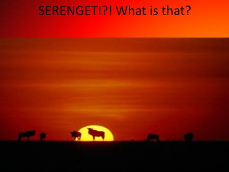 SERENGETI?! What is that?. About serengeti: Size: 14,763 sq km (5,700 sq miles). Location: 335km (208 miles) from Arusha, stretching north to Kenya and.